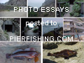 Online Reports: Photo essays on the pier posted to www.pierfishing.com!